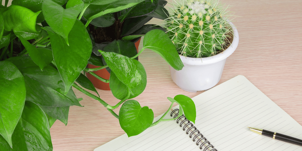 cubical plants